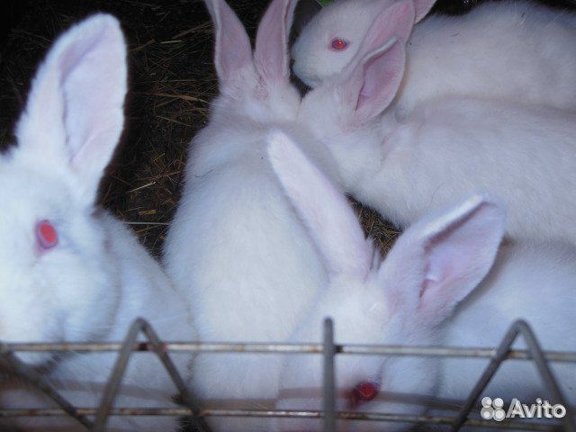 Кролики (Молодняк) купить на Зозу.ру - фотография № 1