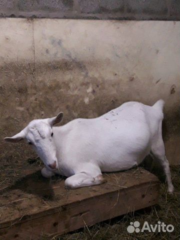 Зааненские козы и козлы купить на Зозу.ру - фотография № 10