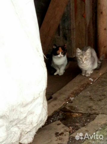 Кошечки купить на Зозу.ру - фотография № 3