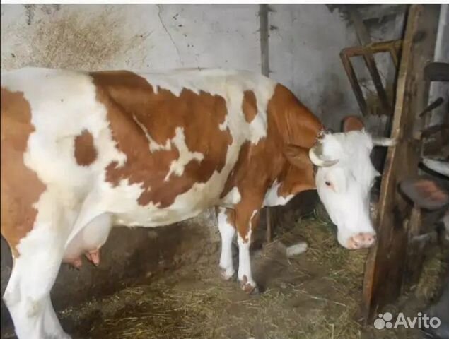 Корова дойная с теленком купить на Зозу.ру - фотография № 1