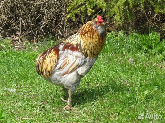 Инкубационное яйцо, цыплята, утята, гусята купить на Зозу.ру - фотография № 1