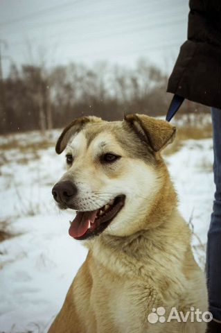 Небольшая собака Флёр в добрые руки бесплатно купить на Зозу.ру - фотография № 3