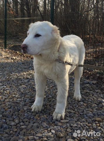 Купить Щенка Сао В Ростове На Дону