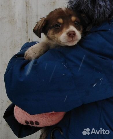 Собака и щенки купить на Зозу.ру - фотография № 4
