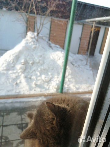 Кошка серая пушистая, ласковая купить на Зозу.ру - фотография № 6