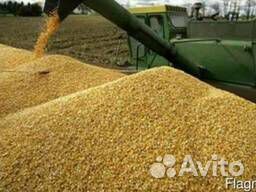 Пшеница оптом купить на Зозу.ру - фотография № 1