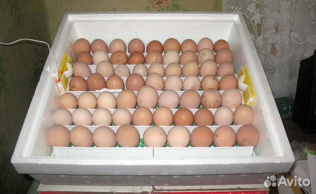 Птицы, яйца мясо кур/индоуток. Для еды/инкубации купить на Зозу.ру - фотография № 1