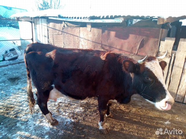 Продам корову с телочкой на завод купить на Зозу.ру - фотография № 2