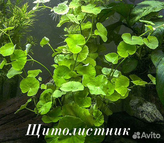 Растения из своего аквариума купить на Зозу.ру - фотография № 2