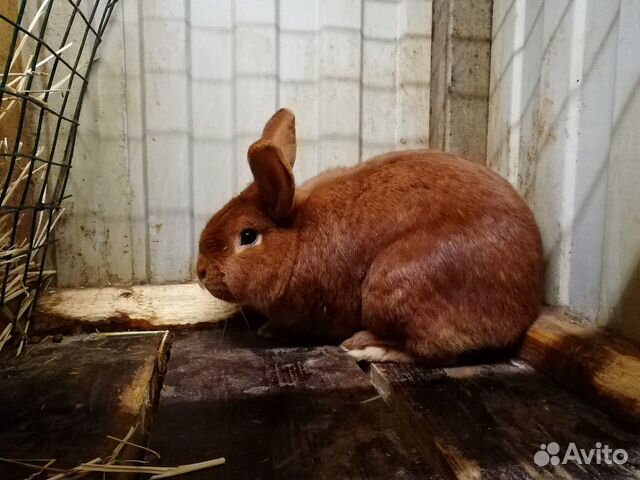 Кролики нзк купить на Зозу.ру - фотография № 1