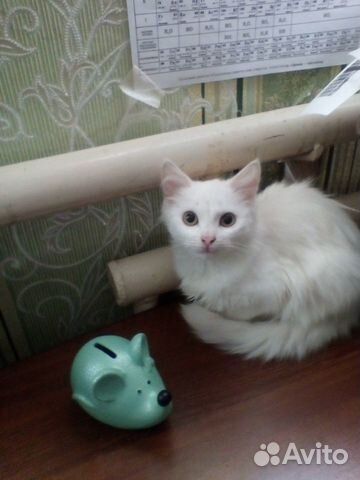 Кошечка белая купить на Зозу.ру - фотография № 1