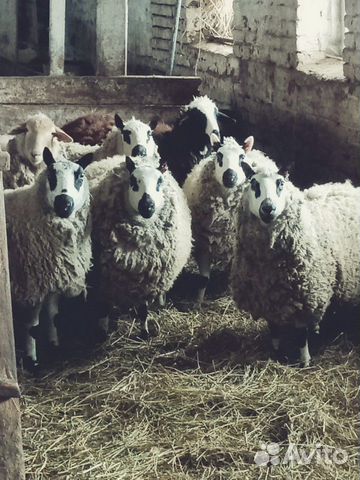 Kerry-Hill (кэрри хил) овцы длиннотощехвостые мясо купить на Зозу.ру - фотография № 3