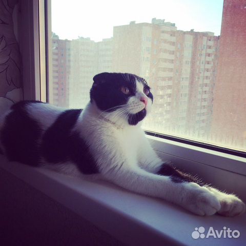 Вязка шотландского вислоухого кота