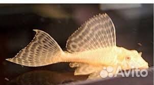 Птеригоплихт парчовый. Леопардовый сом. Рыбки