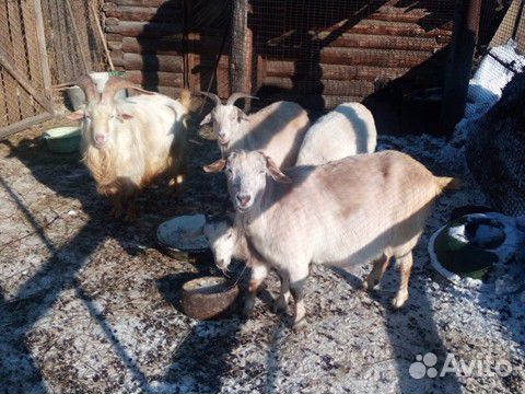 Продам коз разных возрастов купить на Зозу.ру - фотография № 1