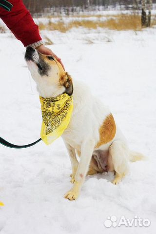 Собака Розочка в добрые руки бесплатно купить на Зозу.ру - фотография № 6