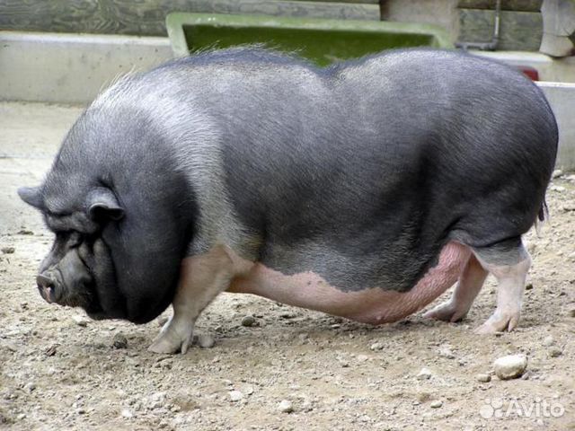 Продам вьетнамских свиней на мясо купить на Зозу.ру - фотография № 1