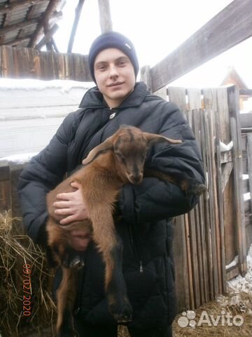 Козлик от чешской козы и нубийского козла купить на Зозу.ру - фотография № 7