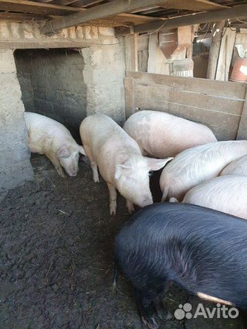 Свиньи, свини, свинина купить на Зозу.ру - фотография № 1