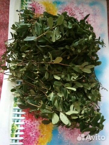 Брусника/ (куст., листья) Свежая из л