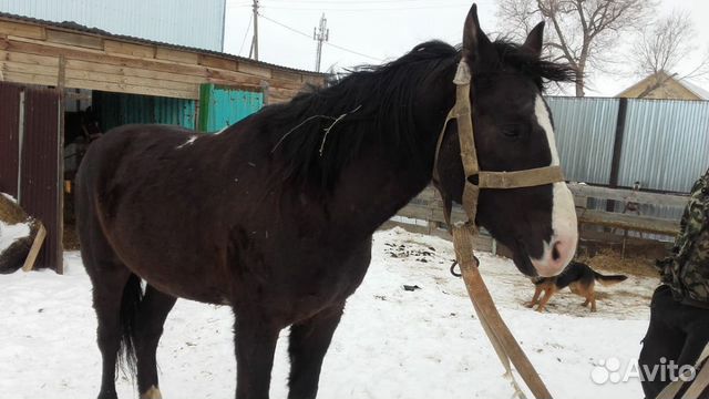 Лошадь -Мерен купить на Зозу.ру - фотография № 3