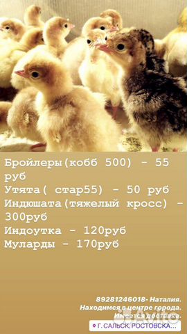 Цыплята, утята, индюшата, гусята купить на Зозу.ру - фотография № 1