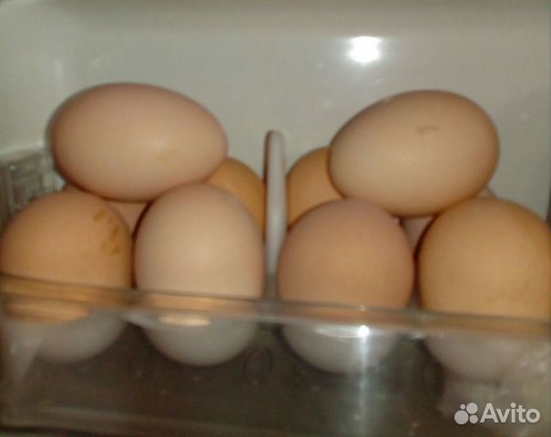 Яйцо инкубационное Джерсийский гигант черный купить на Зозу.ру - фотография № 1