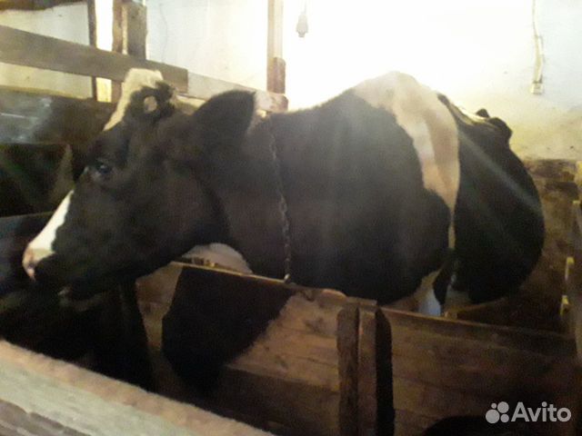 Дойная корова, телята, бычки купить на Зозу.ру - фотография № 3
