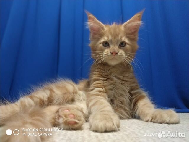 Котята Мейн кун