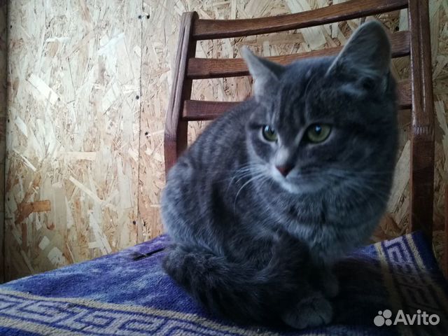 Кошечка, 6 месяцев купить на Зозу.ру - фотография № 3