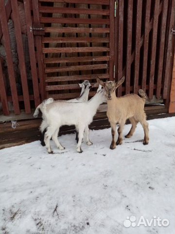 Альпийские козы купить на Зозу.ру - фотография № 6