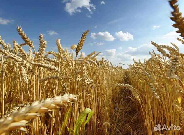 Пшеница, Кукуруза, Жом купить на Зозу.ру - фотография № 1