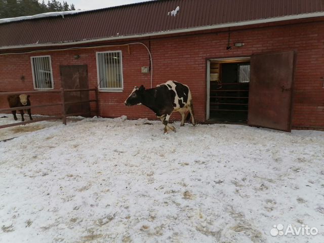 Продам корову купить на Зозу.ру - фотография № 3