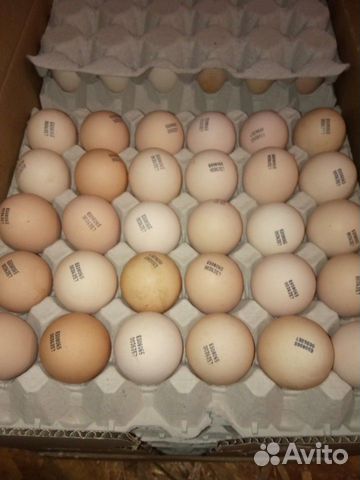 Инкубационное яйцо кобб-500 купить на Зозу.ру - фотография № 2