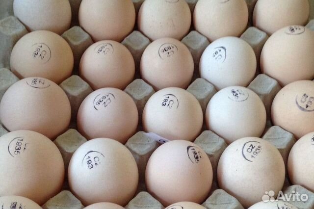Яйцо инкубационный купить на Зозу.ру - фотография № 2
