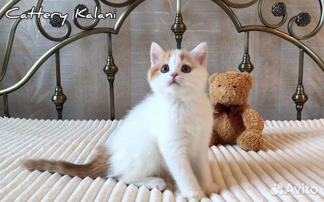 Очаровательный котенок из питомника Kalani купить на Зозу.ру - фотография № 1