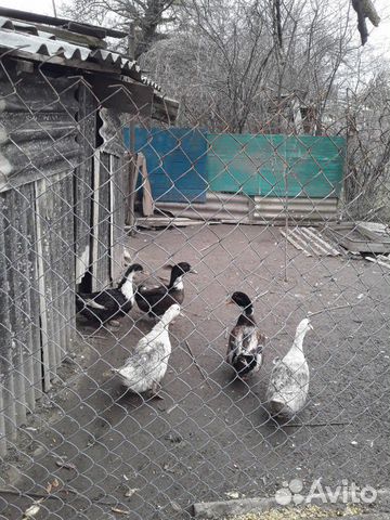 Башкирские утки купить на Зозу.ру - фотография № 1