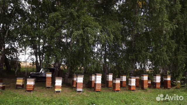 Пасека на 20 пчелосемей купить на Зозу.ру - фотография № 1