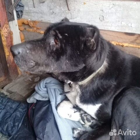 Пропала Собака купить на Зозу.ру - фотография № 3