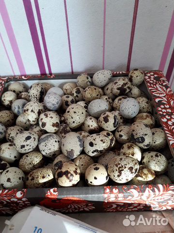 Перепелиное яйцо, молодняк купить на Зозу.ру - фотография № 1