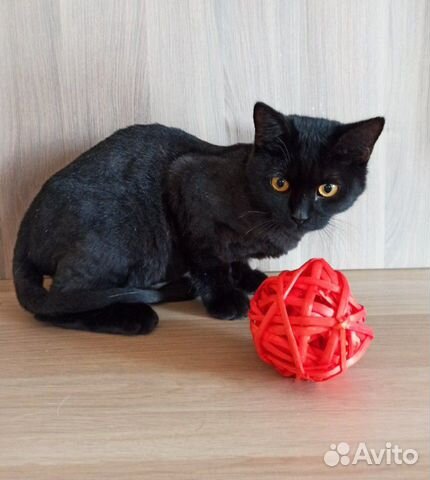 Котик в добрые руки Котик в добрые руки