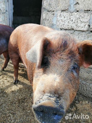Продаю свиней на мясо купить на Зозу.ру - фотография № 1