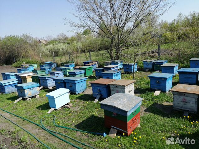 Пчелопакеты, пчелосемьи, матки купить на Зозу.ру - фотография № 2
