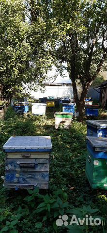 Отводки пчелиных семей купить на Зозу.ру - фотография № 4