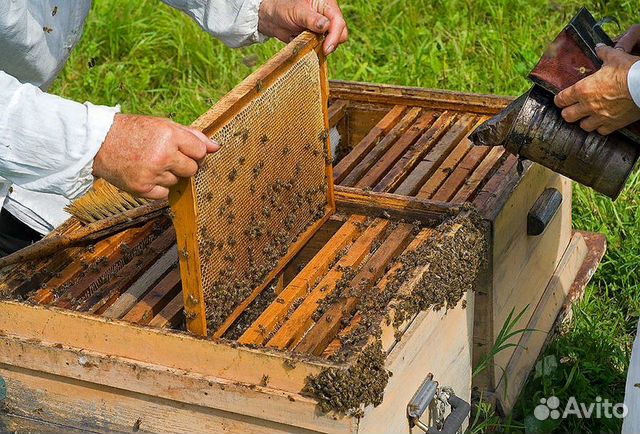 Пчелосемьи карпатской породы на выбор купить на Зозу.ру - фотография № 1
