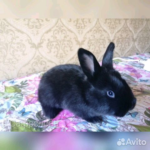 Кролики Серебро купить на Зозу.ру - фотография № 1