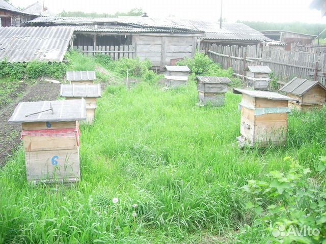Пчелы в ульях, пасека купить на Зозу.ру - фотография № 1
