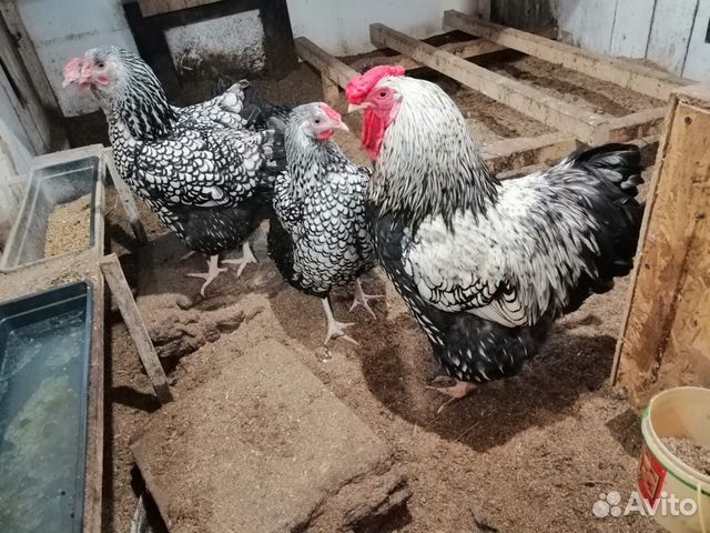 Утки, куры, яйца цыплята купить на Зозу.ру - фотография № 1