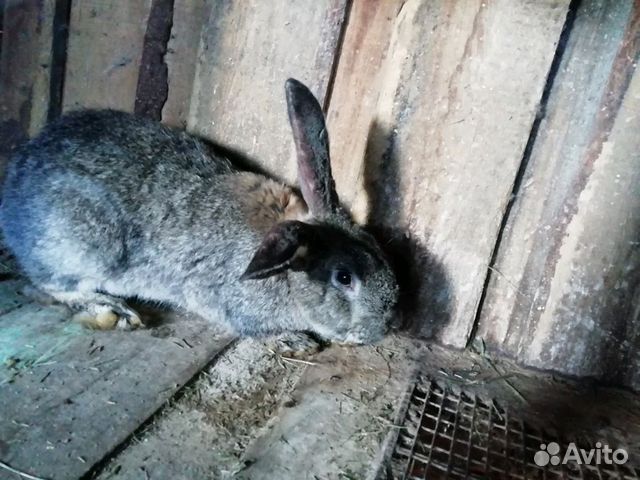 Крупный крол купить на Зозу.ру - фотография № 4