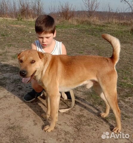 Отдам собаку в добрые руки купить на Зозу.ру - фотография № 2